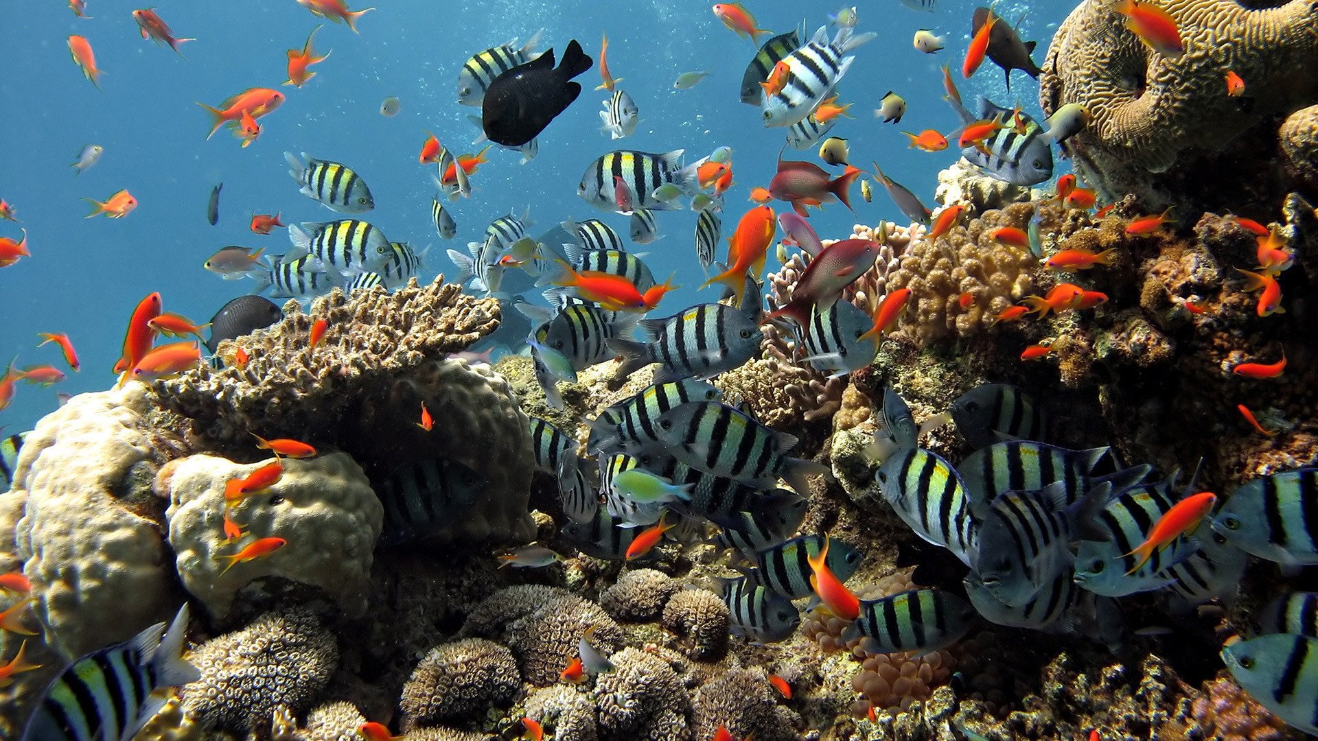 gestreifte fische unterwasserwelt rot steine wasservögel