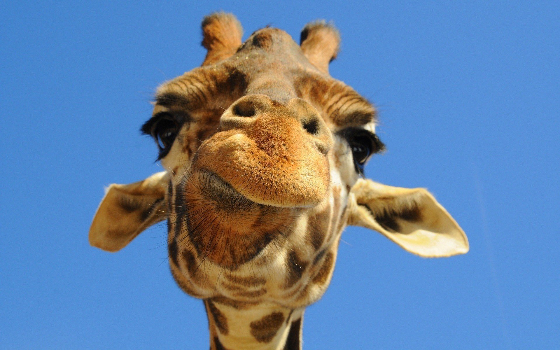 giraffe muzzle ears black eyes eyes look chews sky blue light background positive animals muzzle