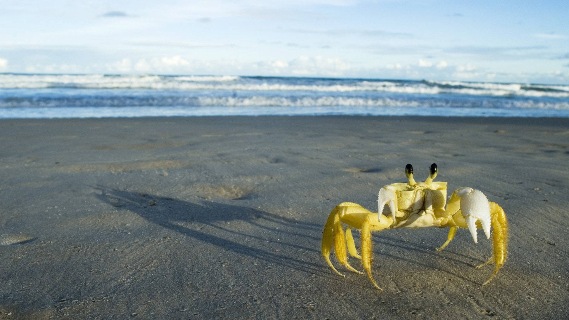 crabe jaune sable fin surf marin amphibiens vue yeux