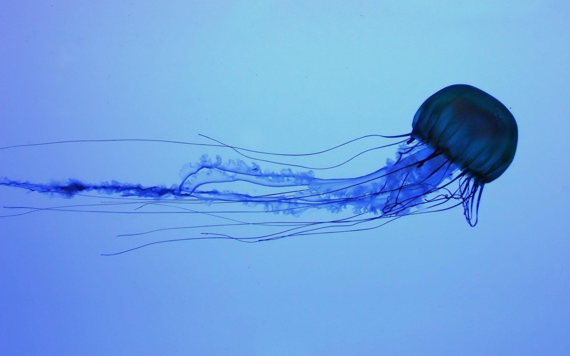 blu sott acqua medusa coda di cavallo uccelli acquatici mondo sottomarino