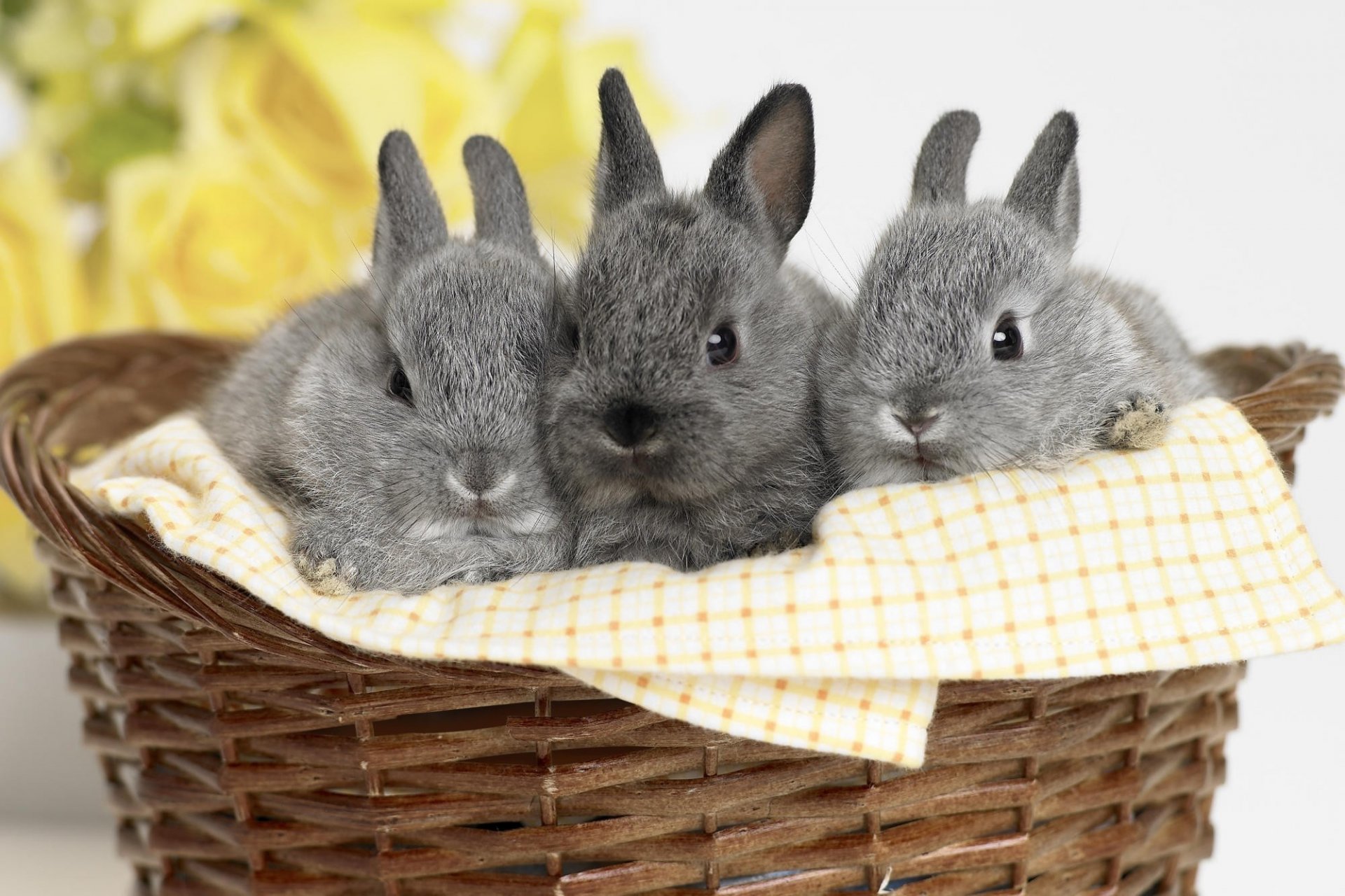 gray rabbits cuties basket towel look eye