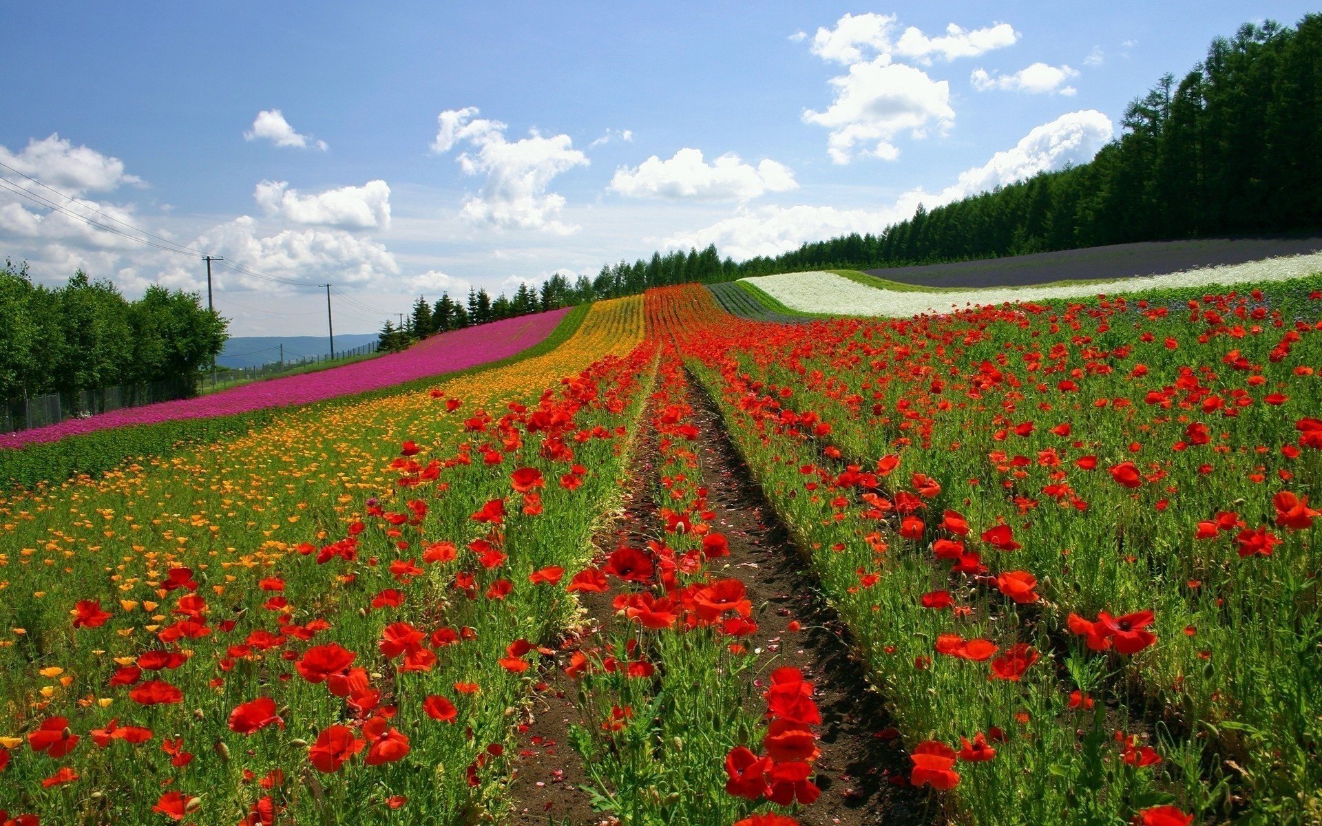 flores campo amapolas cintas multicolores verano cielo campo de flores