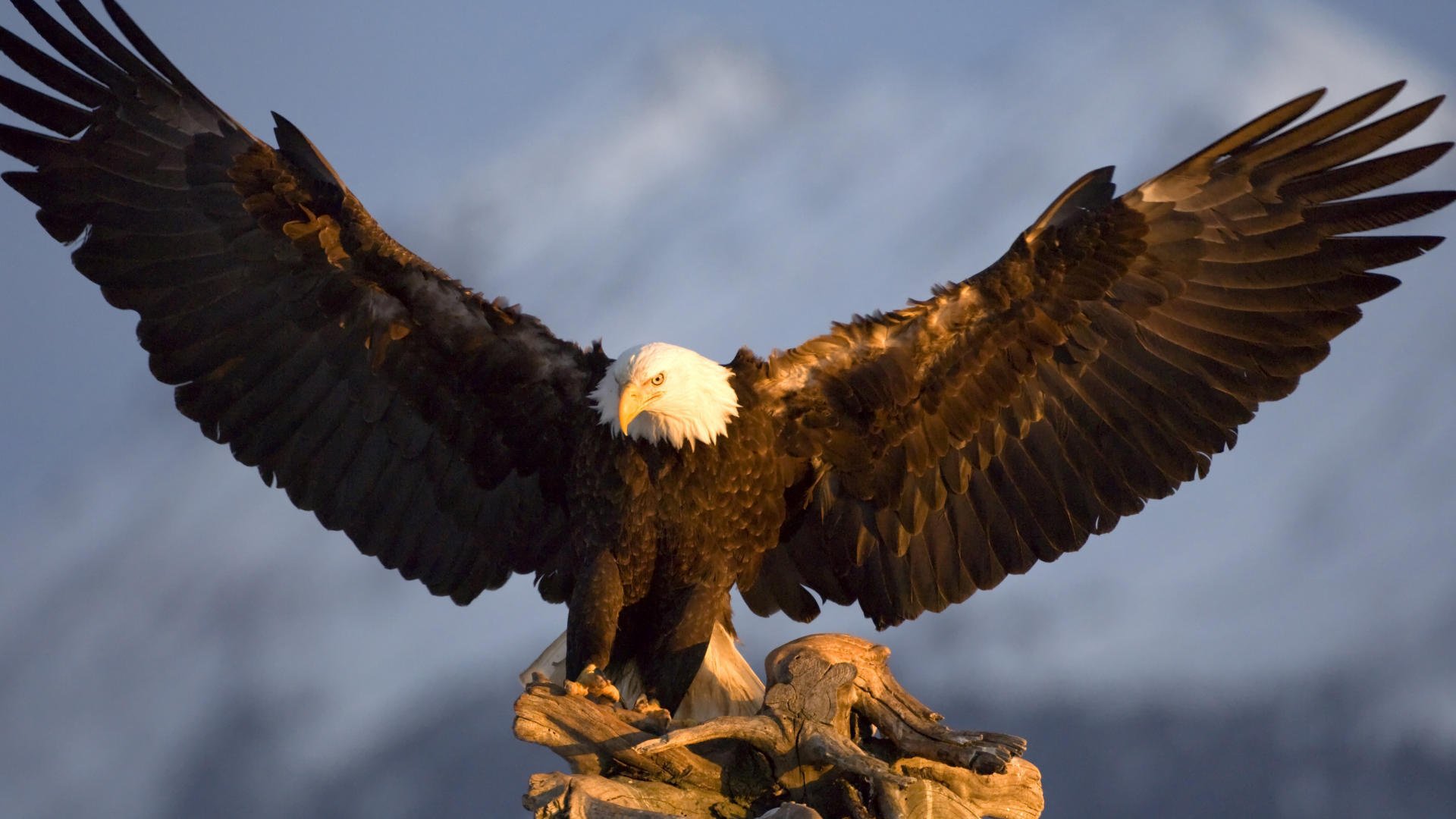 gorgeous wings eagle freedom birds feathered