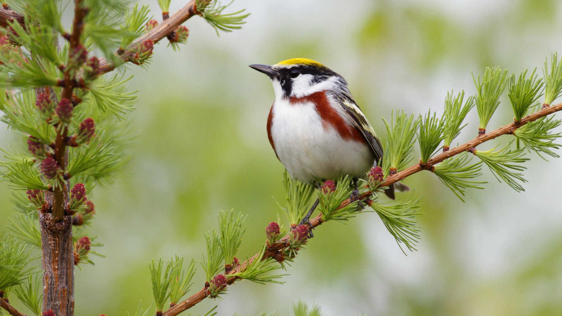 lärche vogel weihnachtsbaum zapfen weiße brust nadeln zweig gefiedert