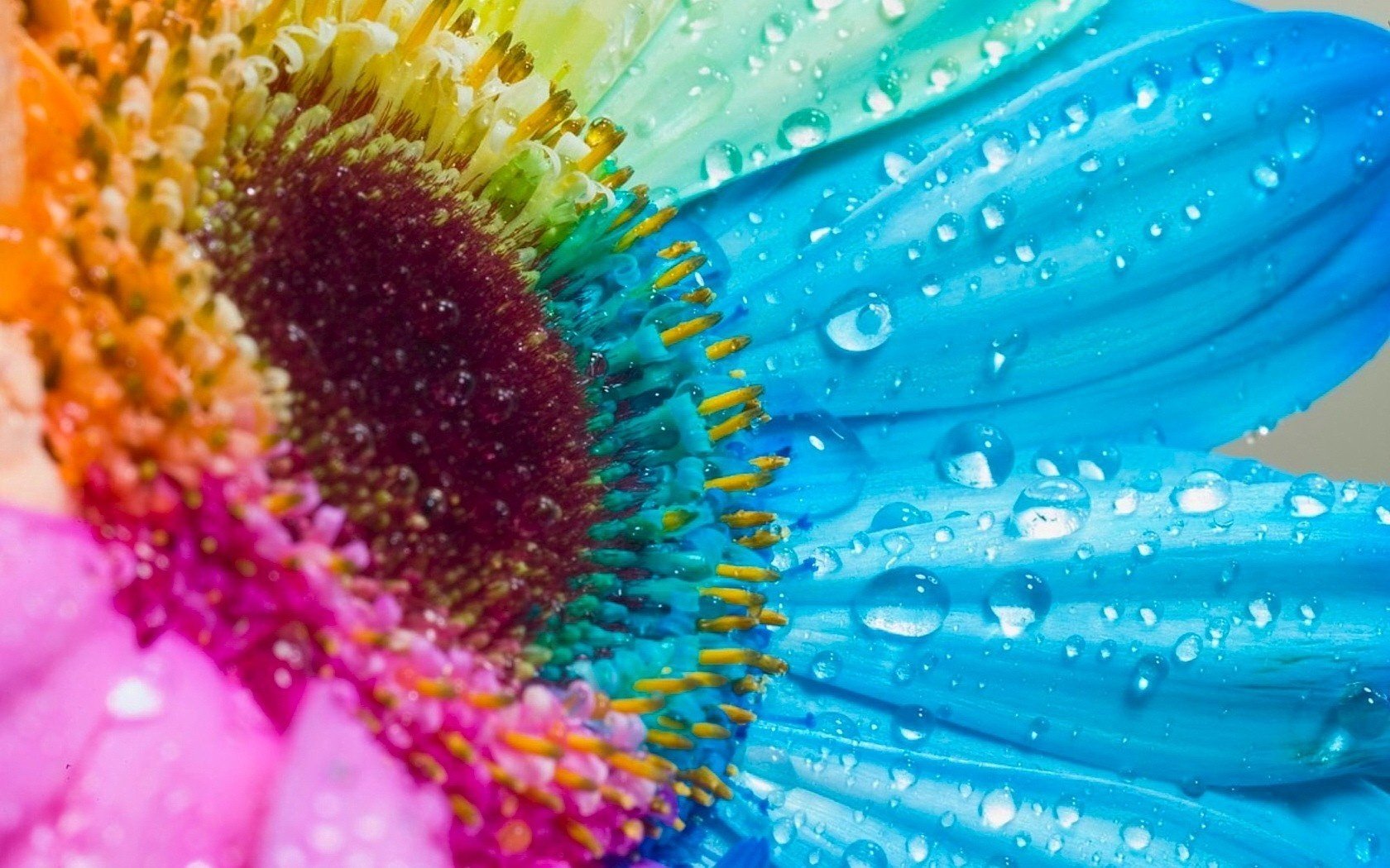 flores flor colores surtidos pétalos gotas de agua