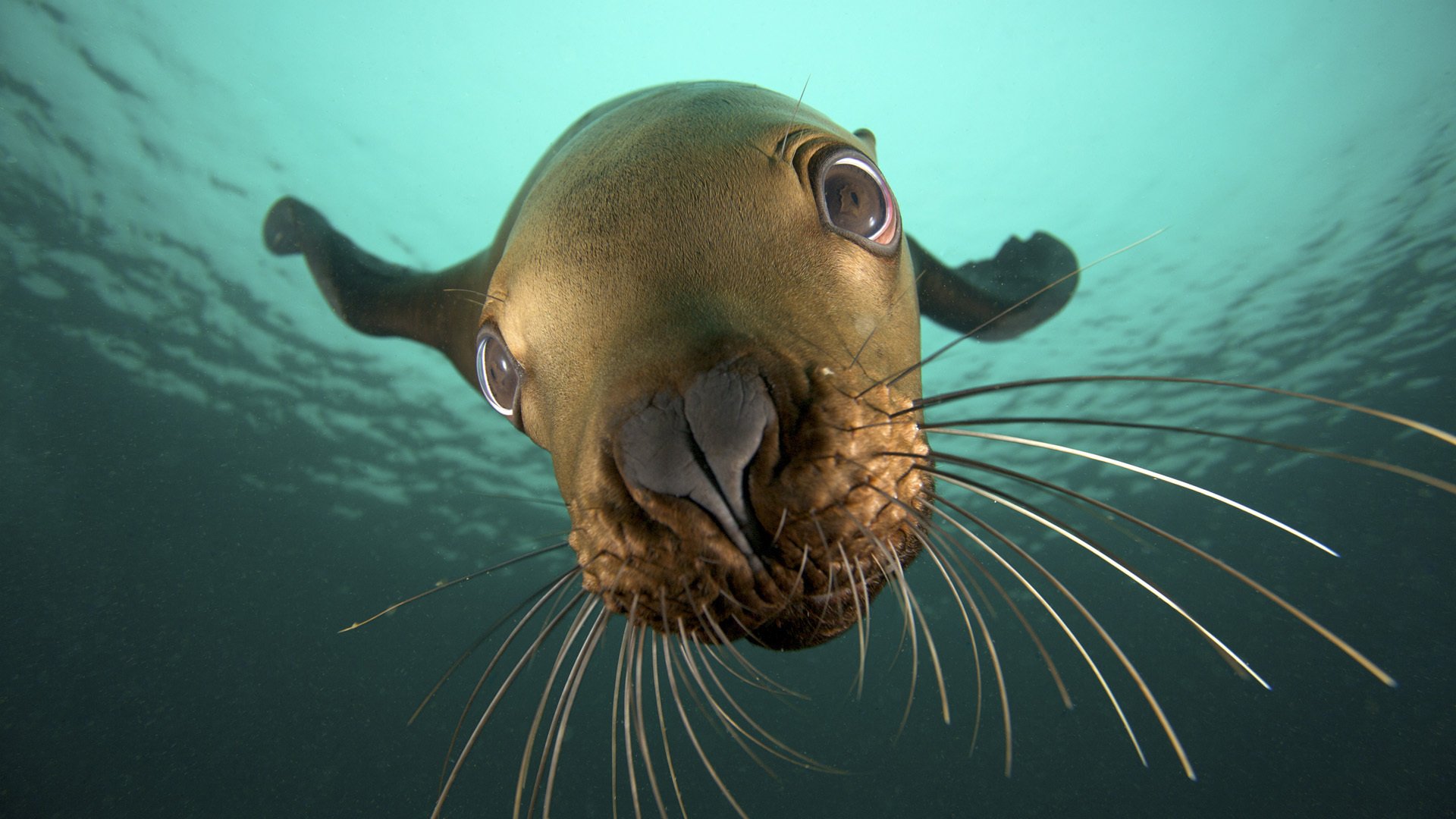 bozal impresionante morador del mar seal marino zarcillos ojos animales ojos bozal