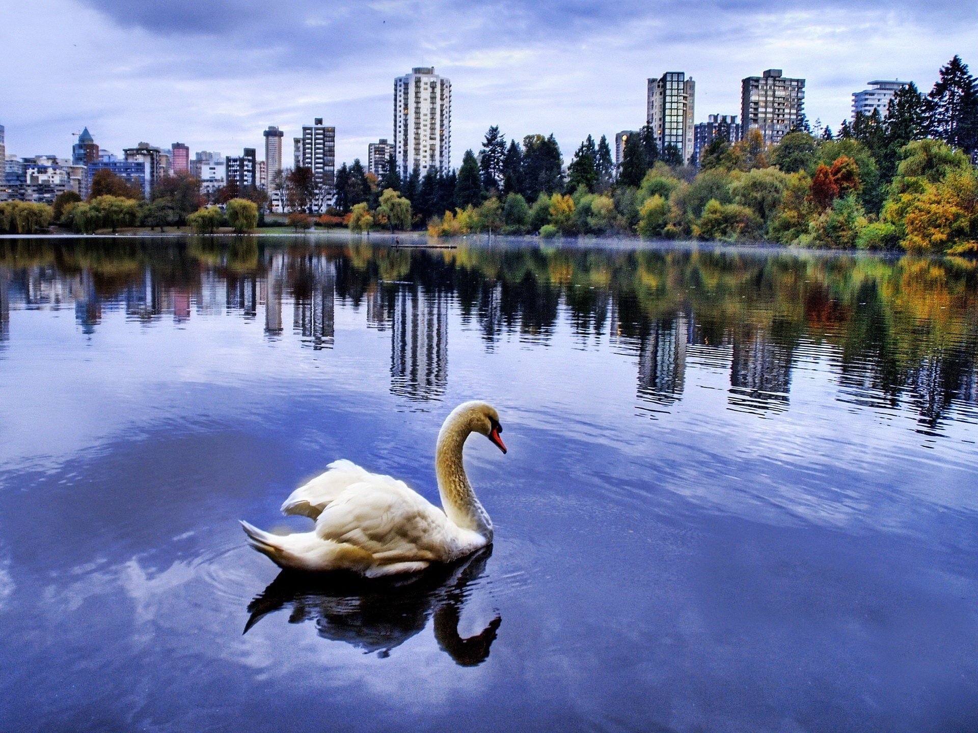 cigno lago città riflessione uccelli uccello case autunno alberi stagno stagno cielo uccelli