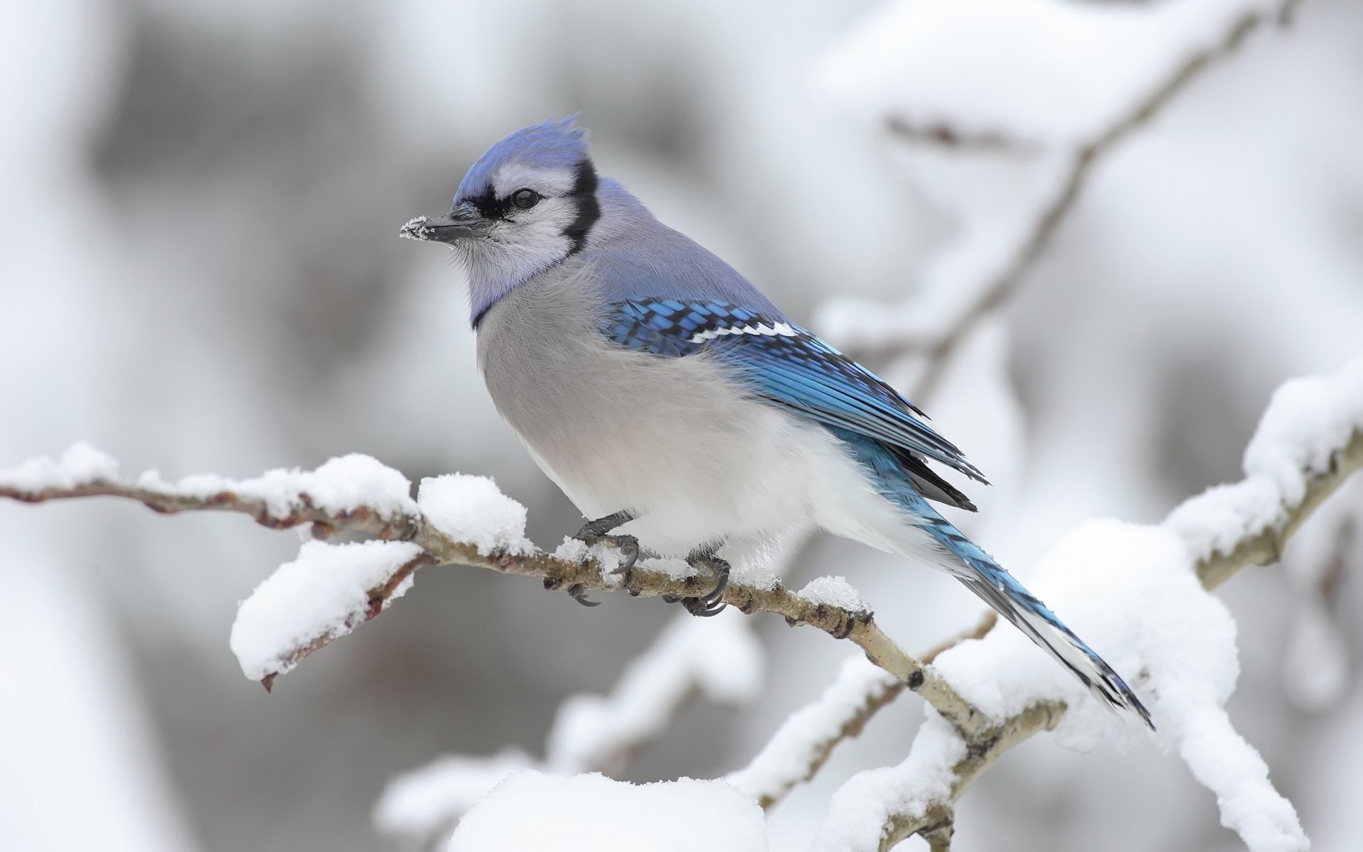 hiver mésange bleu gris brindille animaux oiseau à plumes