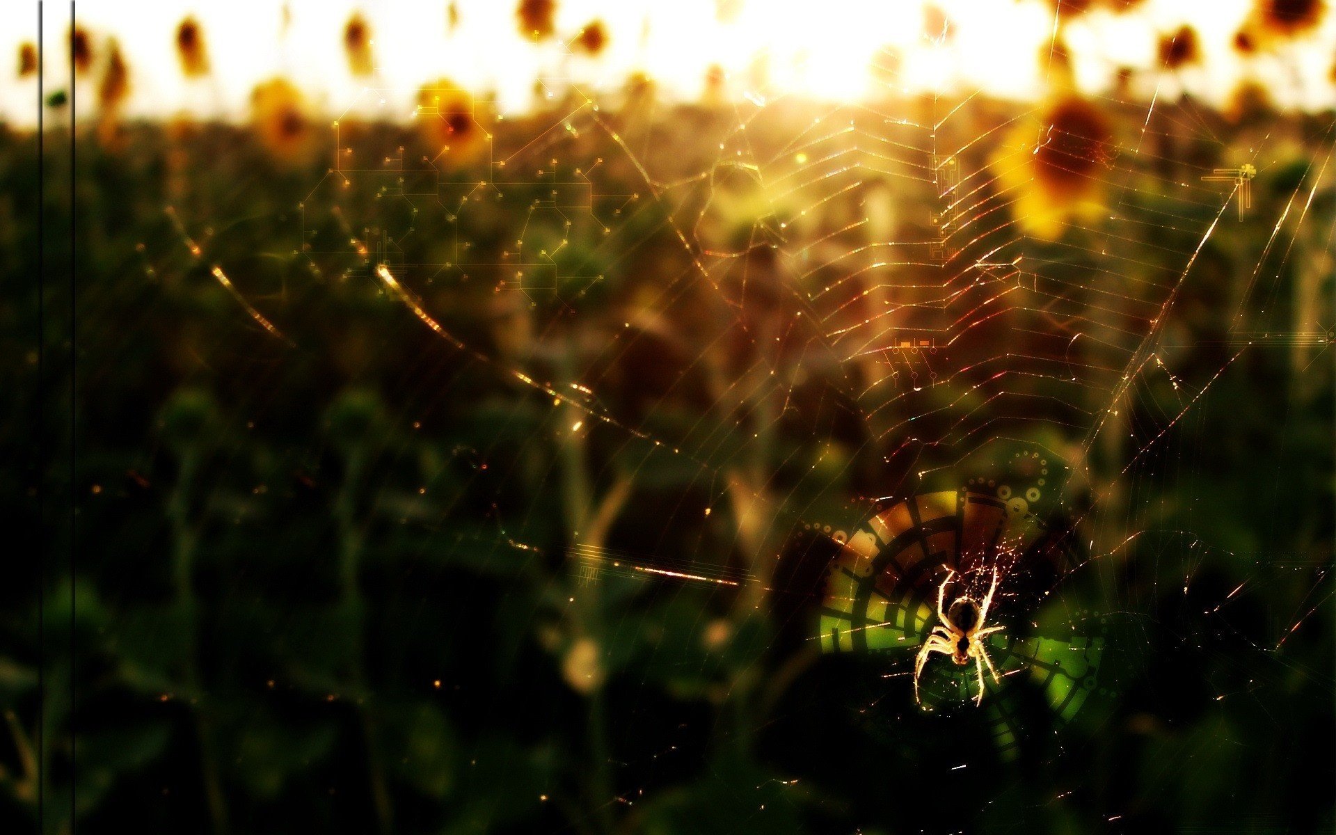 naturaleza telaraña red araña insectos