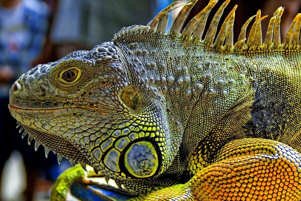 Iguane aux couleurs chics