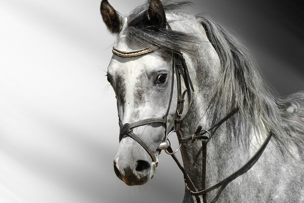 Beau gris avec une longue crinière