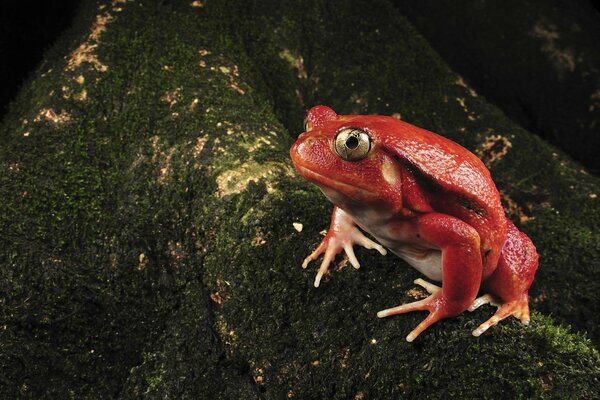 Bug-eyed frog red coloration on moss