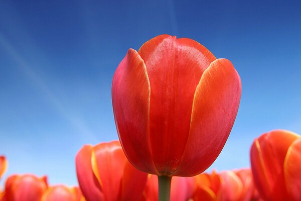 Rote Tulpen im Sonnenlicht