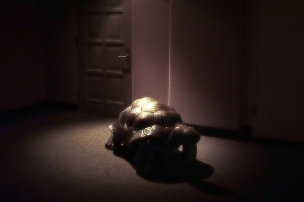 A turtle in the room illuminated by a beam on the shell