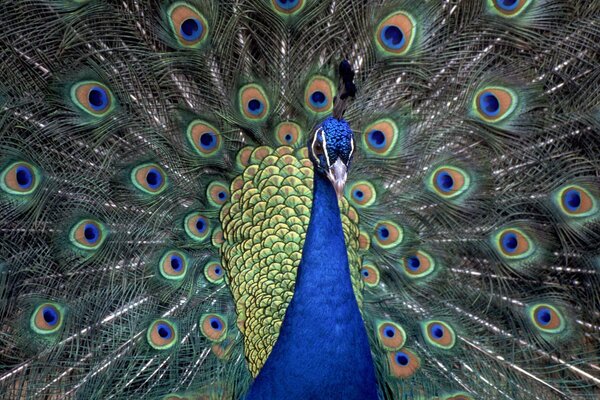 Der König ist ein Pfauenvogel in seiner ganzen Pracht