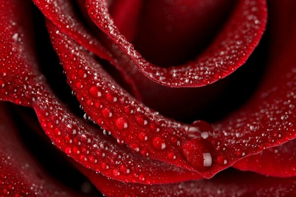 Red rose with dew on the petals