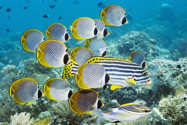 Underwater life among coral striped fish