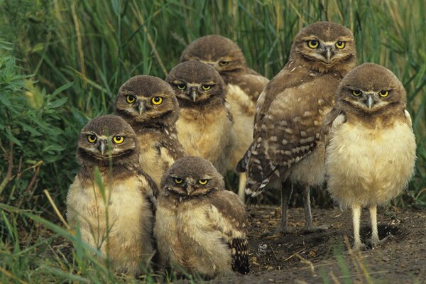 Eyes like saucers at owls, waiting for mom and want to eat