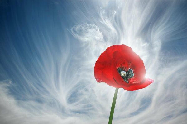 Mohn auf dem Hintergrund der Wolken