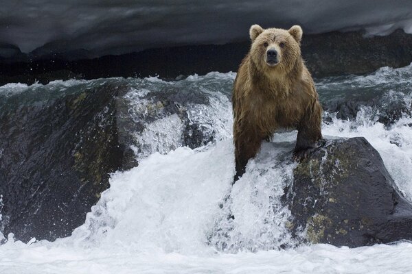 Oso Pardo sentado en una roca en el agua