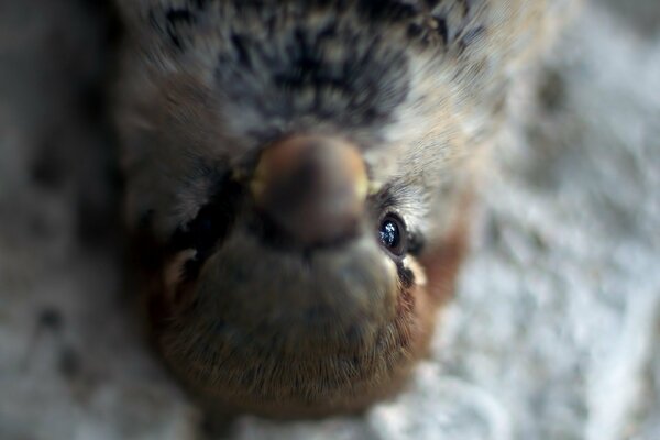 La mirada de un pájaro muy pequeño