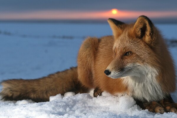 Der rothaarige Fuchs liegt im Schnee