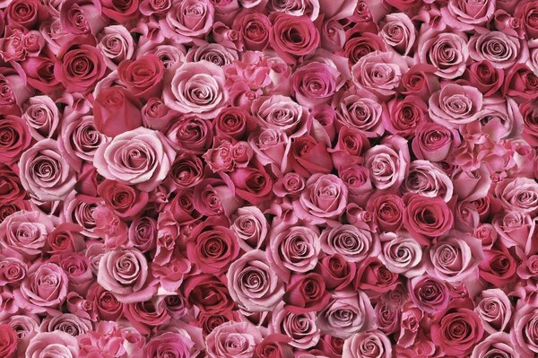 Romantic wallpaper with a million pink roses