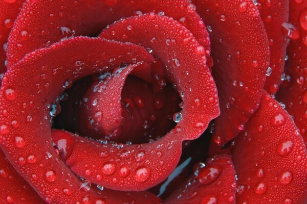 Helado como una rosa fascinante