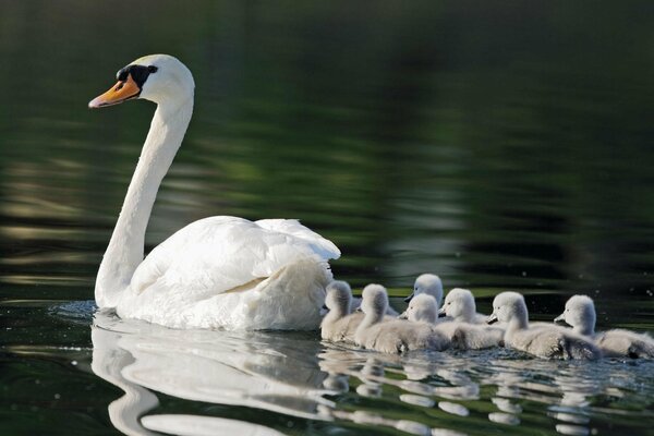 Anmutige Mutter Schwan mit Babys am Teich