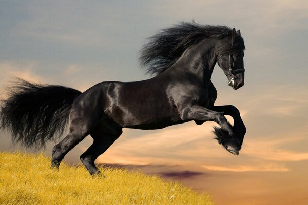 A powerful black stallion