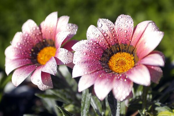 Fleurs délicates avec des gouttes de rosée sur les pétales