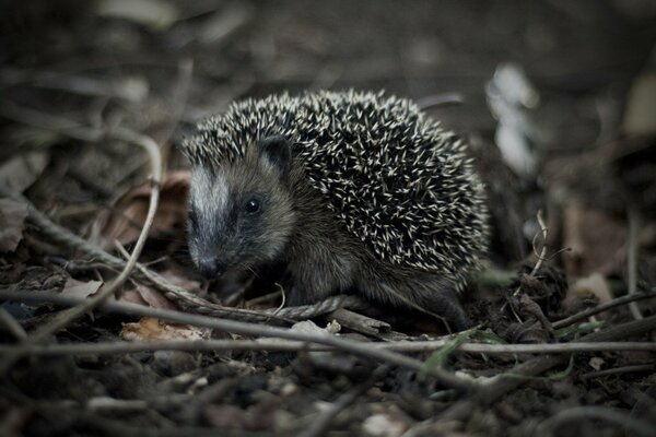 It looks gray and prickly, but very kind and snorting. Hedgehog milaha