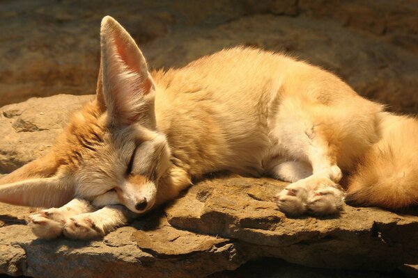 The big-eared fox Fenek is tired