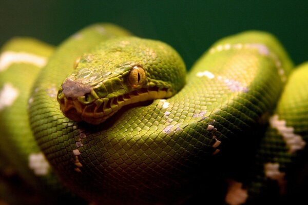 The menacing gaze of the green snake