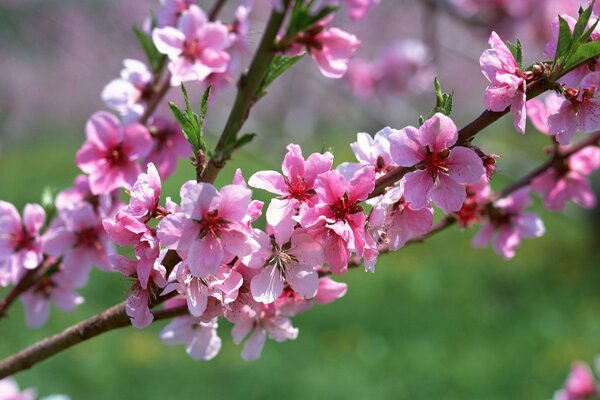 A sprig of apricots in spring