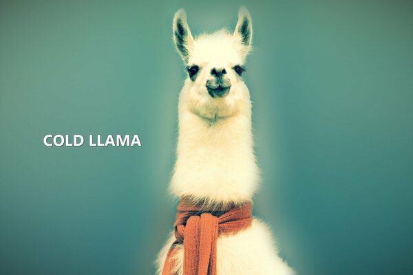 Incroyable lama blanc, avec un regard de rack