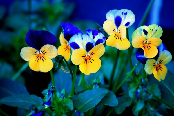 Flores de verano amarillas y azules