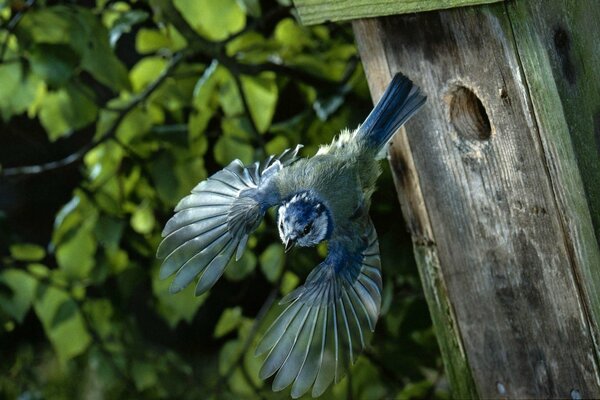 Ein blauer Vogel fliegt aus seinem Vogelhäuschen