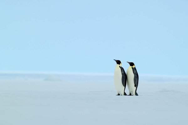 Ein neugieriges Pinguinpaar am Rand von Zamli