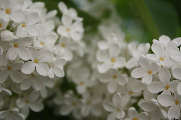 Blüten von Krümeln aus weißen Fliederblüten