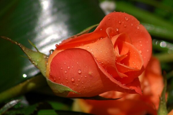 Immagine macro di una rosa corallo con gocce di rugiada