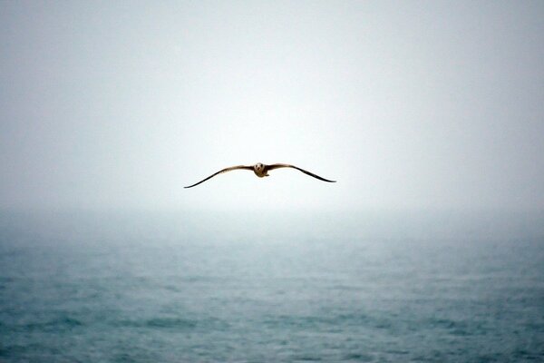 Eine Möwe, die im Nebel über den Ozean fliegt