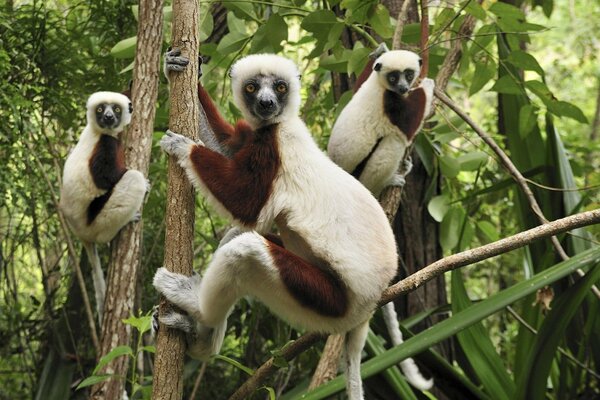 Lemurs in white sponges are sitting on a tree