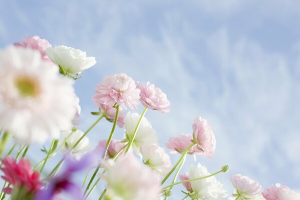 Flores en el fondo del cielo azul