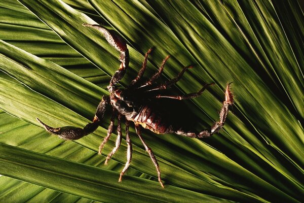 Brown scorpion sneaks on green leaves