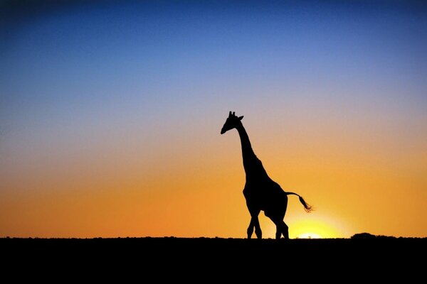 Promenade d une belle girafe au coucher du soleil