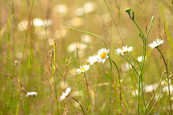 Kamillenblüten auf einer sonnigen Lichtung