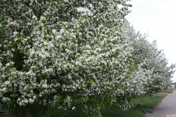 Weiße Blüten an Bäumen im Garten