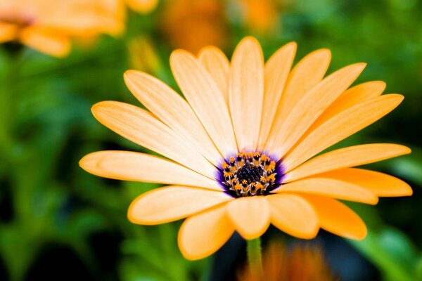 Fleur avec de longs pétales orange