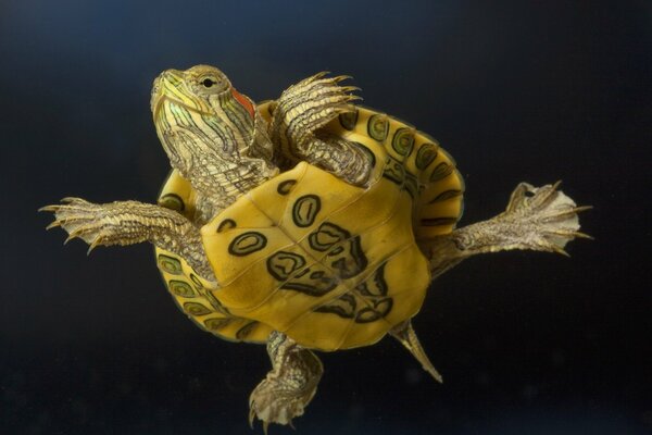 Rothäutige und kleine Schildkröte zeigt ihre Brustkampffarbe